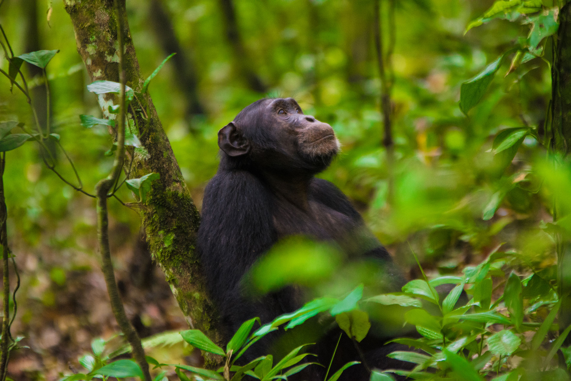 10 top Gorilla trekking Midrange tour packages 